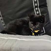 Thumbnail photo of Ammy Kits : Sammy #2