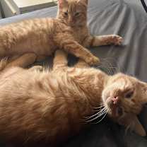 Thumbnail photo of Abel #4