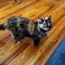 Thumbnail photo of Maple (aka Keelee) #3