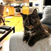 Thumbnail photo of Maple (aka Keelee) #4