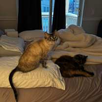 Thumbnail photo of Elsa (aka Pretty Girl) #3