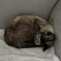 Thumbnail photo of Elsa (aka Pretty Girl) #4