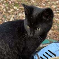 Thumbnail photo of Murdock #1