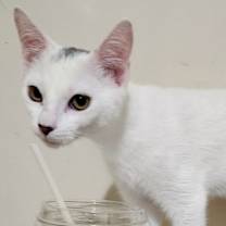 Thumbnail photo of Skittle #2