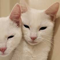 Thumbnail photo of Twizzler #3