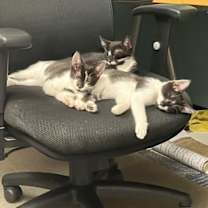 Thumbnail photo of Rascal #2