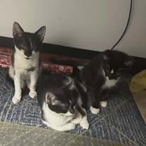 Thumbnail photo of Rascal #4