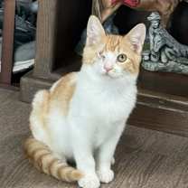 Thumbnail photo of Costco Hotdog #1