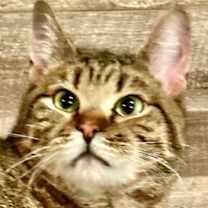 Thumbnail photo of Maverick - CH - OR #1