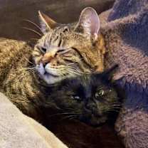 Thumbnail photo of Maverick - CH - OR #2