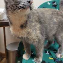 Thumbnail photo of Honey #4