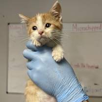 Thumbnail photo of DayQuil #1