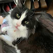 Thumbnail photo of Lola #3