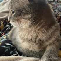 Thumbnail photo of Callie #2