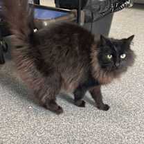 Thumbnail photo of Raven #1