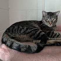 Thumbnail photo of Rocket #1