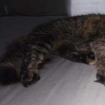 Thumbnail photo of Callie #1