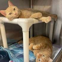 Thumbnail photo of Gus #4