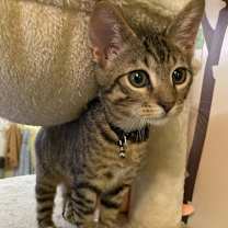 Thumbnail photo of Tyson #3