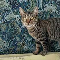 Thumbnail photo of Piper #1