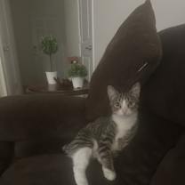 Thumbnail photo of Syia #3