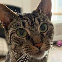 Thumbnail photo of Ivy #3