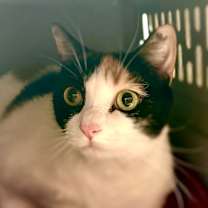 Thumbnail photo of Patches #2