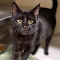 Thumbnail photo of Sterling #1