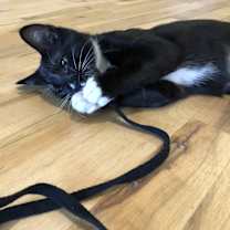 Thumbnail photo of Lyra #1