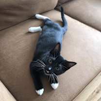 Thumbnail photo of Lyra #2