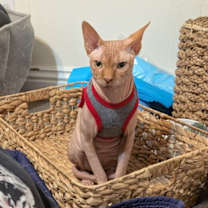 Thumbnail photo of Rafi #2