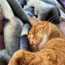 Thumbnail photo of Leo #3