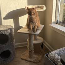 Thumbnail photo of Leo #4