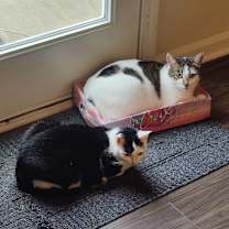 Thumbnail photo of Duke and Darla #1