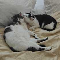 Thumbnail photo of Duke and Darla #2