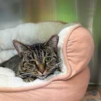 Thumbnail photo of Marigold #1