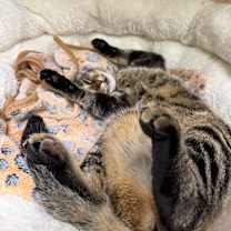 Thumbnail photo of Marigold #2