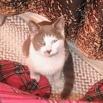 Thumbnail photo of Chiquito #3