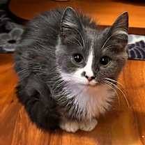 Thumbnail photo of Rumba C67618 #1