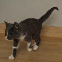 Thumbnail photo of Rumba C67618 #4