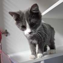 Thumbnail photo of Bandita #3