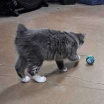 Thumbnail photo of Bandita #4