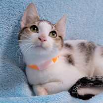 Thumbnail photo of Chester #2