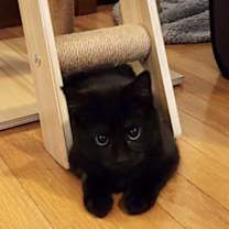 Thumbnail photo of Jack Sparrow #3