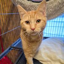 Thumbnail photo of Thorn #2