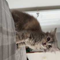 Thumbnail photo of Stormi #4