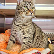 Thumbnail photo of Luffy #2