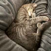 Thumbnail photo of Cooper #4