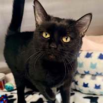 Thumbnail photo of Inky #1