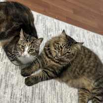 Thumbnail photo of Coco #4